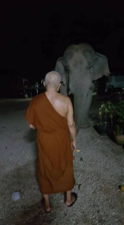 ช้าง-10