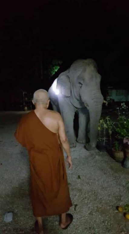 ช้าง-9