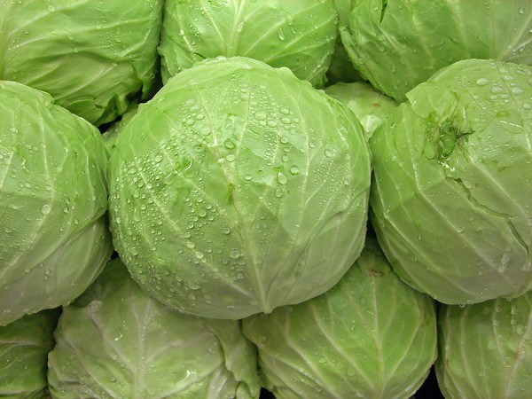Cabbages-600x450