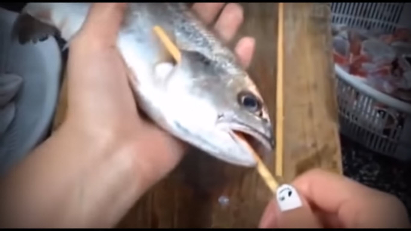 เอาไม้แทงเข้าไปในปากของปลา-1