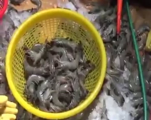 กุ้ง-5