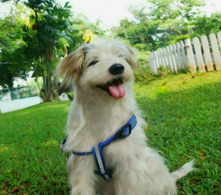 หมอฟุ้ง-1