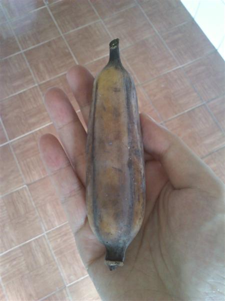 กล้วย-2