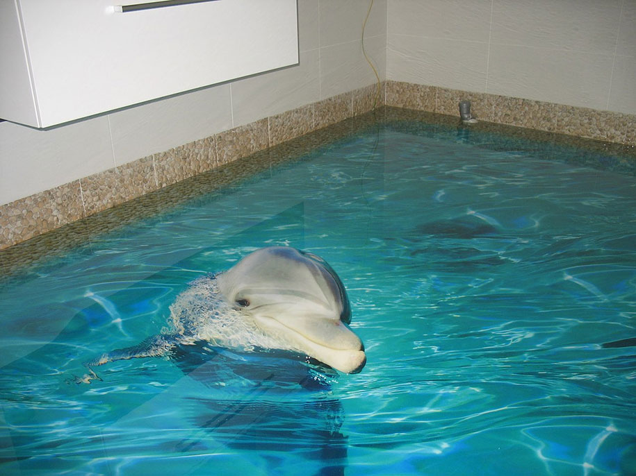 dolphin-3d-flooring