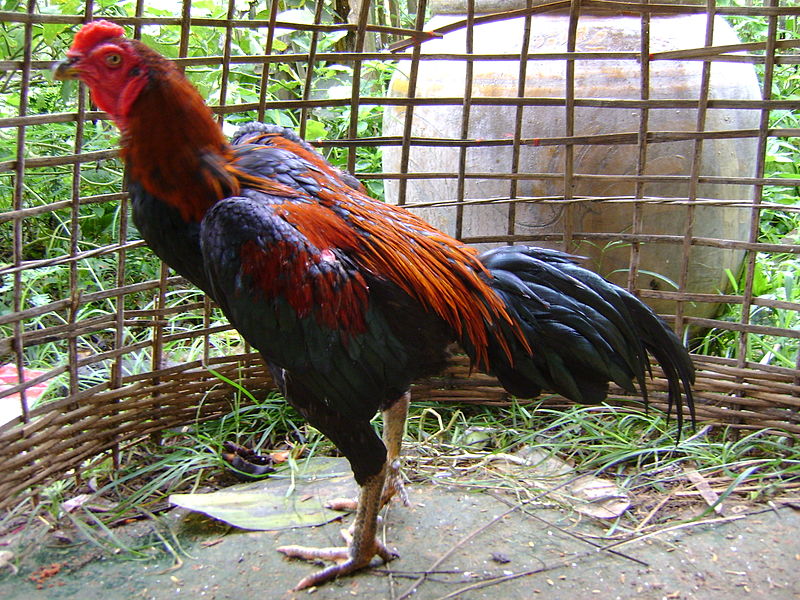 800px-Fighting_Cock_of_Thailand
