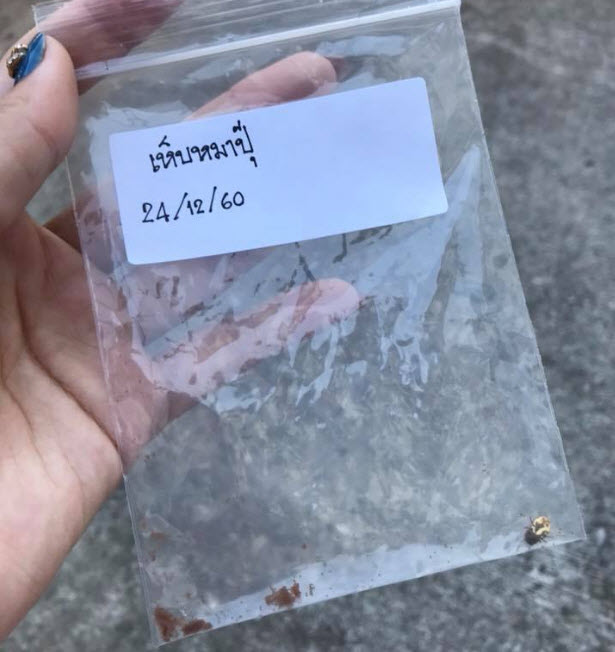 เห็บ-1