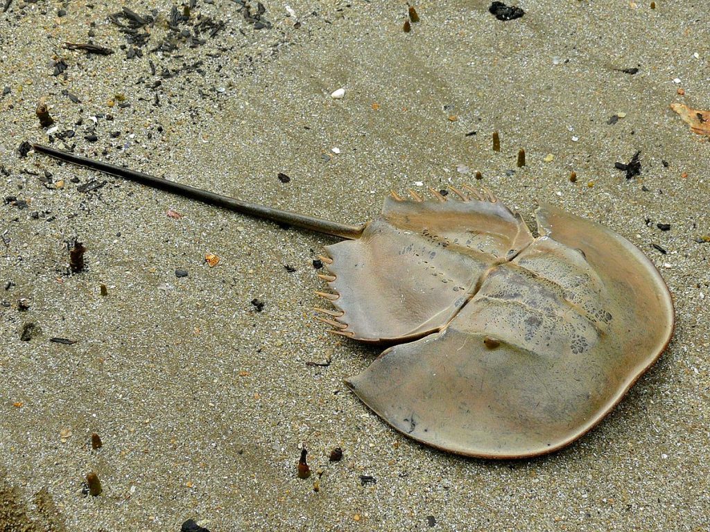 Mangrove_Horseshoe_Crab_(Carcinoscorpius_rotundicauda)_(6707310189)