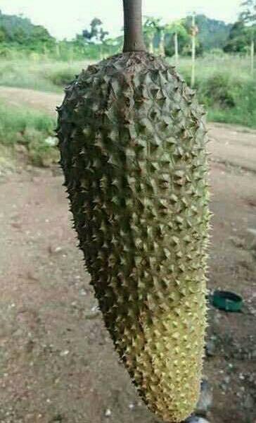 ทุเรียน-2