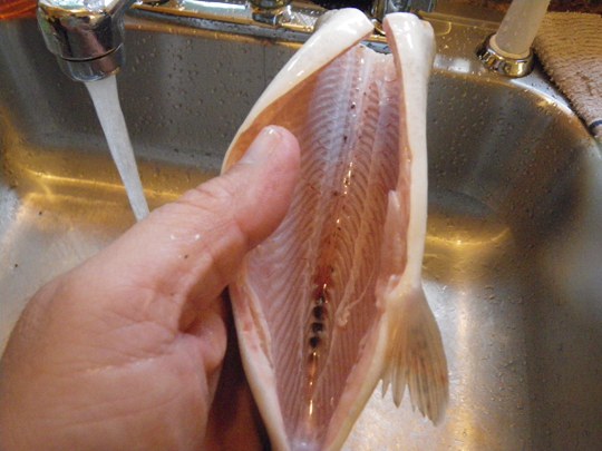 ล้างคาวปลา