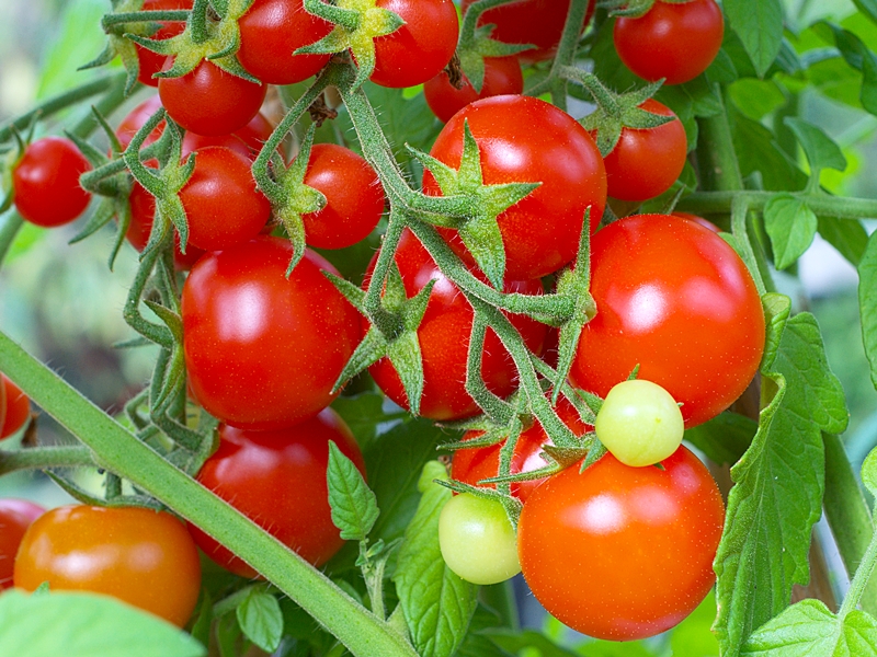 Cherry tomatoes ripening on the vine
