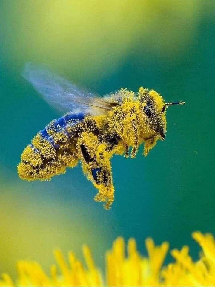 ผึ้ง-2