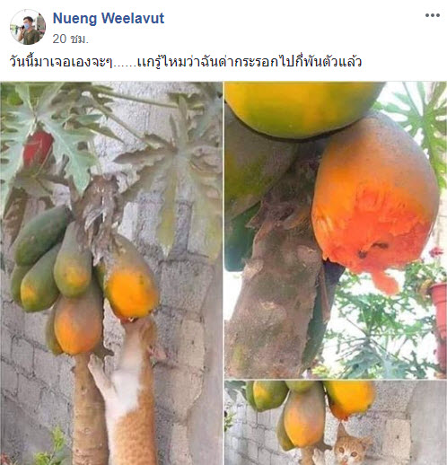 แมวขโมย-2