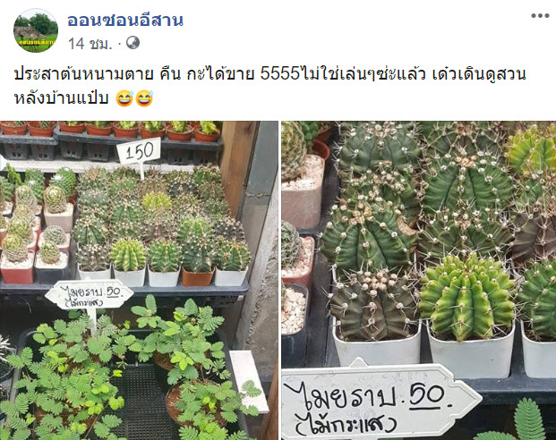 ไมยราบ-1