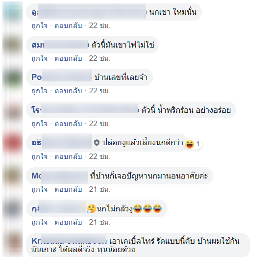 นกพิราบ-3