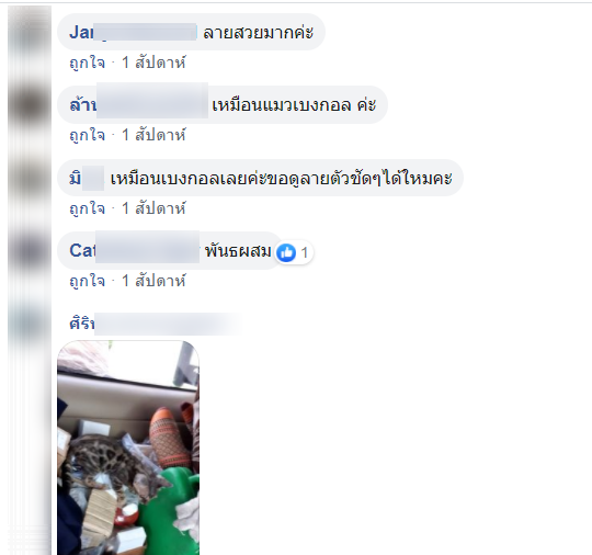 แมว-6