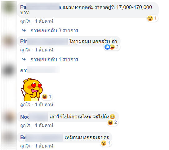 แมว-7