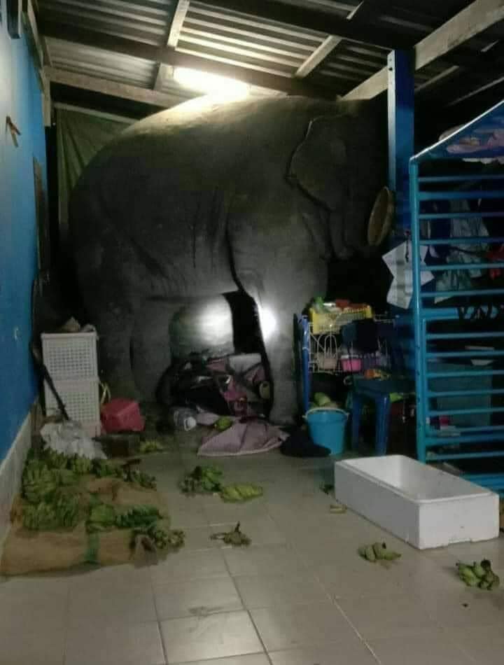 ช้าง-2