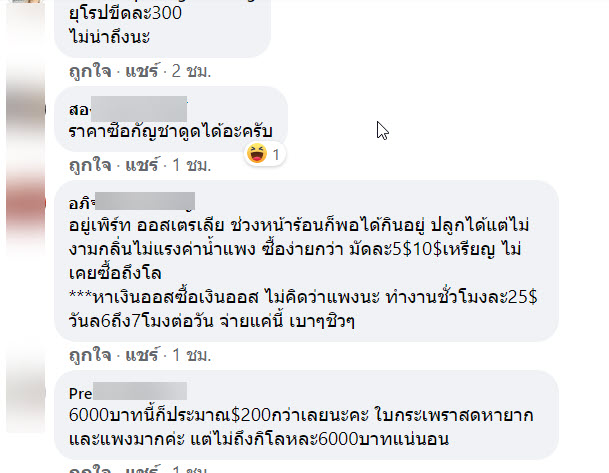 ใบกะเพรา-8