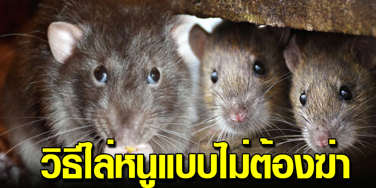 ว ธ ไล หน บนฝ า โดยไม เน น ความร นแรง