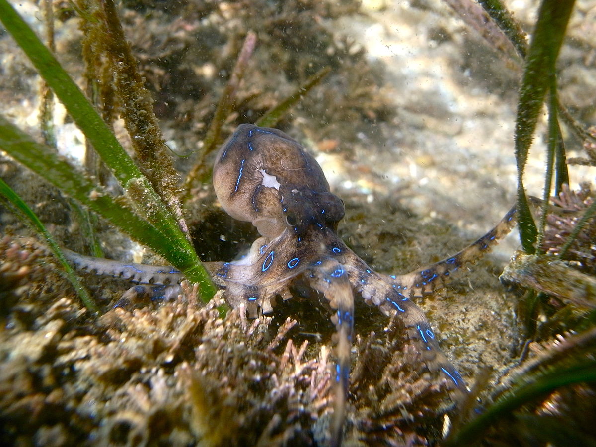 1200px-Blue-ringed_octopus_(Hapalochlaena_maculosa),_Parsley_Bay,_Sydney,_NSW