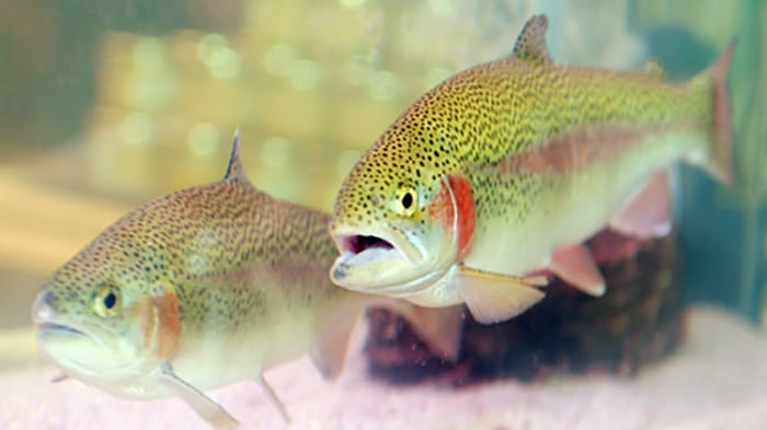 rainbow_trout20