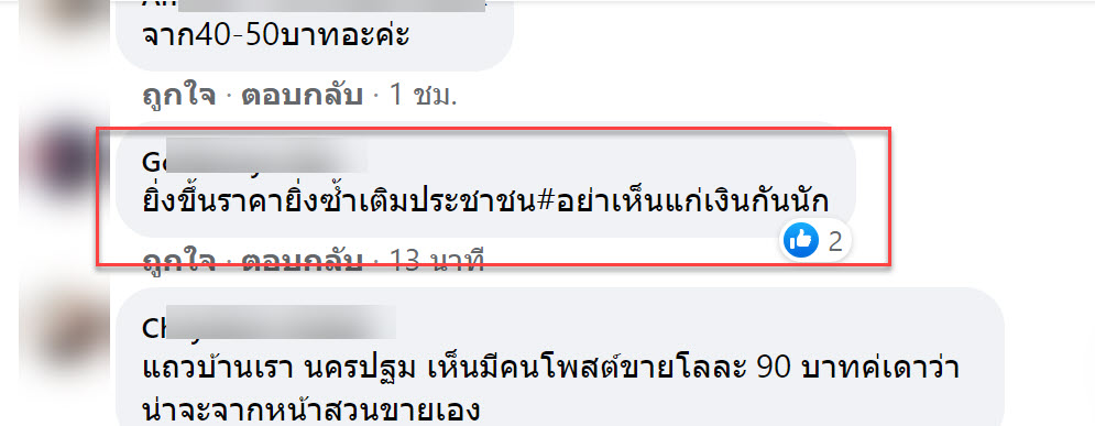 กระชาย-8