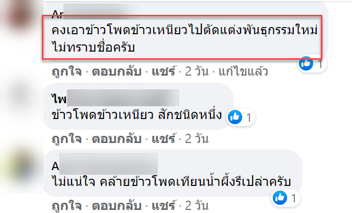 ข้าวโพด-6