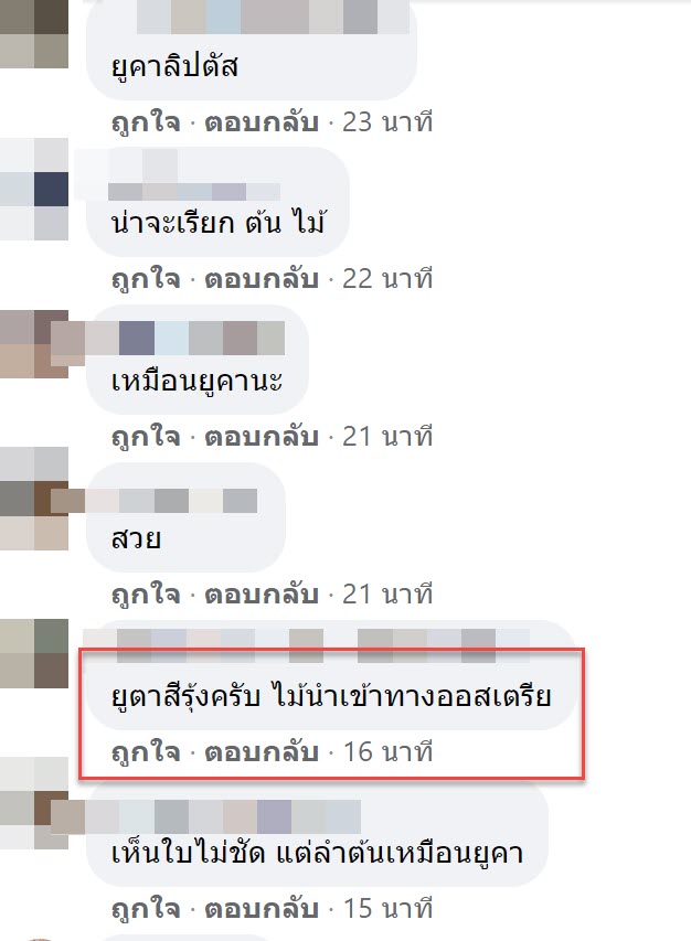 ต้นไม้แปลกประหลาด9