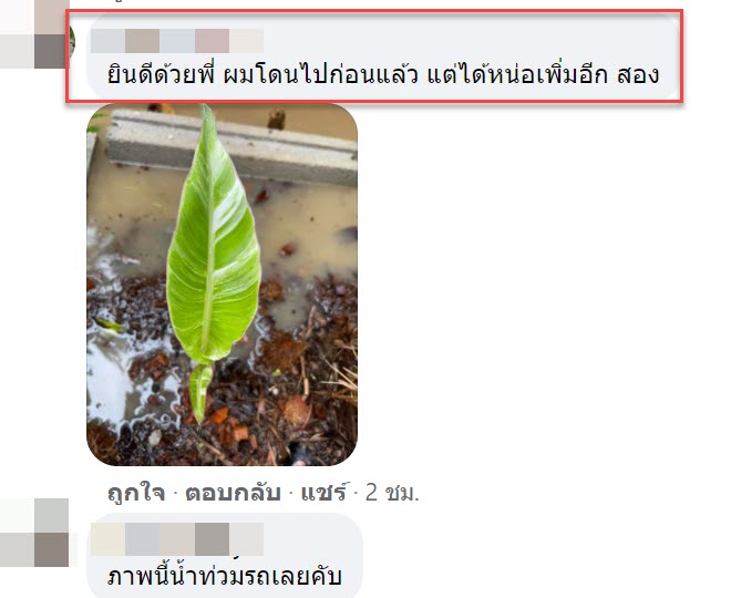 น้ำท่วมกล้วยด่าง6