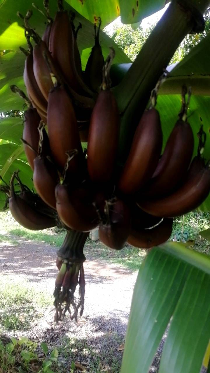 รู้แล้ว กล้วยสีคล้ายช็อกโกแลต คือกล้วยพันธุ์อะไร