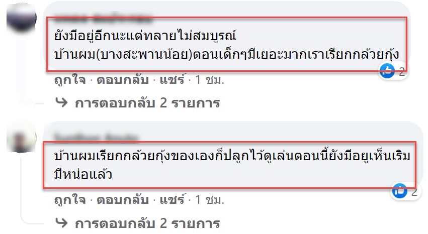 รู้แล้ว กล้วยสีคล้ายช็อกโกแลต คือกล้วยพันธุ์อะไร5