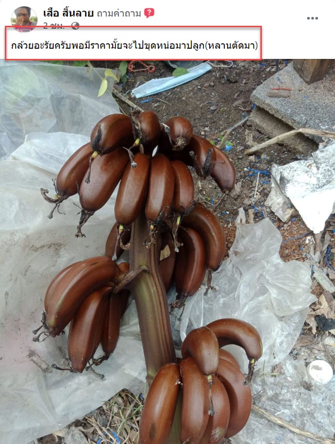 รู้แล้ว กล้วยสีคล้ายช็อกโกแลต คือกล้วยพันธุ์อะไร9