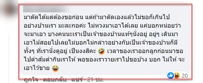 ใบเตย-4