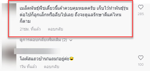 ฟักทอง-6